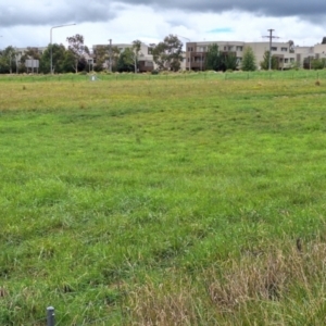 Monitoring Insect Pollinators at Franklin Grassland (FRA_5) - 5 Jan 2024