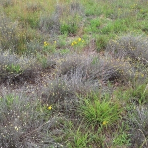 Monitoring Insect Pollinators at Franklin Grassland (FRA_5) - 5 Jan 2024