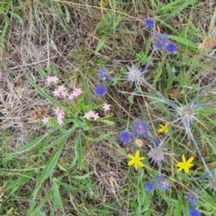 Monitoring Insect Pollinators at Franklin Grassland (FRA_5) - 5 Jan 2024