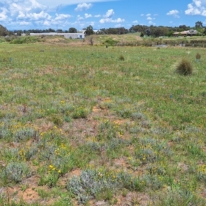 Monitoring Insect Pollinators at Franklin Grassland (FRA_5) - 13 Jan 2024