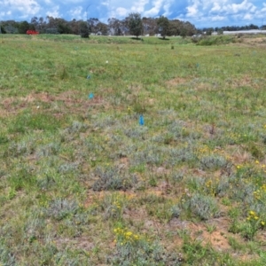 Monitoring Insect Pollinators at Franklin Grassland (FRA_5) - 13 Jan 2024