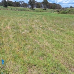 Monitoring Insect Pollinators at Franklin Grassland (FRA_5) - 13 Jan 2024