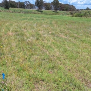 Monitoring Insect Pollinators at Franklin Grassland (FRA_5) - 13 Jan 2024