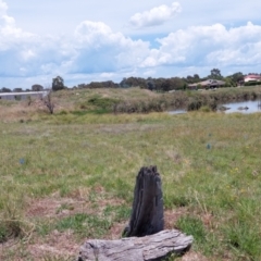 Monitoring Insect Pollinators at Franklin Grassland (FRA_5) - 13 Jan 2024