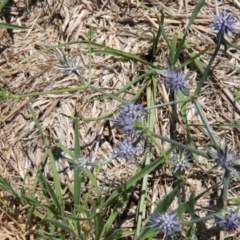 Monitoring Insect Pollinators at Franklin Grassland (FRA_5) - 13 Jan 2024