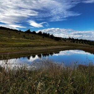 FrogWatch survey at NAD036: Larch Dam Forest 36 - 24 Jan 2024