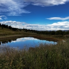 FrogWatch survey at NAD036: Larch Dam Forest 36 - 24 Jan 2024