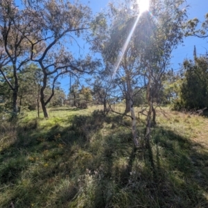 Monitoring Insect Pollinators at Black Mountain Peninsula (PEN) - 2 Feb 2024