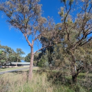 Monitoring Insect Pollinators at Black Mountain Peninsula (PEN) - 2 Feb 2024