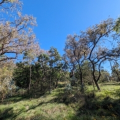 Monitoring Insect Pollinators at Black Mountain Peninsula (PEN) - 2 Feb 2024