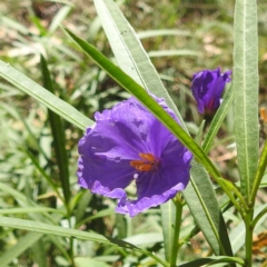 Monitoring Insect Pollinators at Black Mountain Peninsula (PEN) - 2 Feb 2024