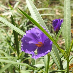 Monitoring Insect Pollinators at Black Mountain Peninsula (PEN) - 2 Feb 2024