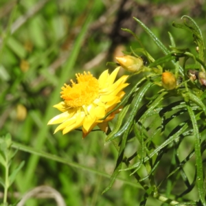 Monitoring Insect Pollinators at Black Mountain Peninsula (PEN) - 2 Feb 2024