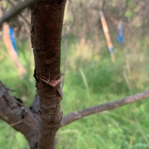 Monitoring Insect Pollinators at Mount Majura (MMS) - 28 Jan 2024