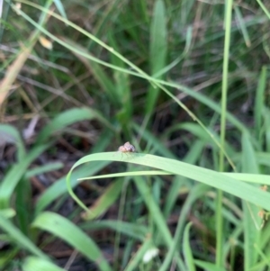 Monitoring Insect Pollinators at Mount Majura (MMS) - 28 Jan 2024