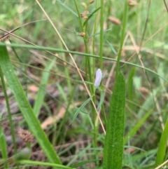 Monitoring Insect Pollinators at Mount Majura (MMS) - 28 Jan 2024