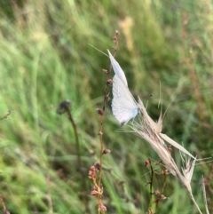 Monitoring Insect Pollinators at Mount Majura (MMS) - 28 Jan 2024