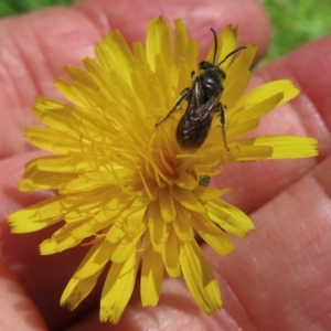 Monitoring Insect Pollinators at Telopea Park (TEL) - 9 Feb 2024