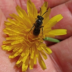 Monitoring Insect Pollinators at Telopea Park (TEL) - 9 Feb 2024