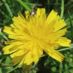 Monitoring Insect Pollinators at Telopea Park (TEL) - 9 Feb 2024