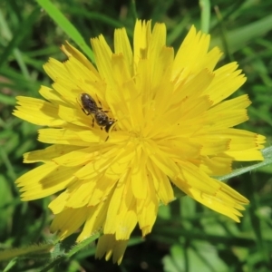 Monitoring Insect Pollinators at Telopea Park (TEL) - 9 Feb 2024