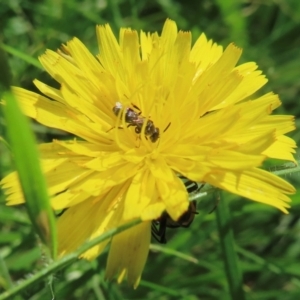 Monitoring Insect Pollinators at Telopea Park (TEL) - 9 Feb 2024