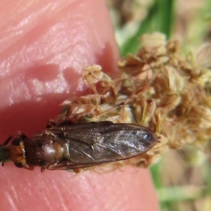 Monitoring Insect Pollinators at Telopea Park (TEL) - 17 Dec 2023