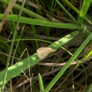 Monitoring Insect Pollinators at Mount Majura (MMS) - 28 Feb 2024