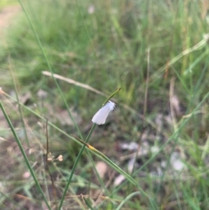 Monitoring Insect Pollinators at Mount Majura (MMS) - 28 Feb 2024