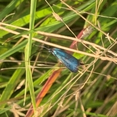 Monitoring Insect Pollinators at Mount Majura (MMS) - 28 Feb 2024