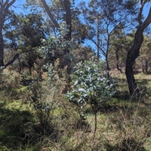 Monitoring Insect Pollinators at Acton, ACT - 4 Mar 2024