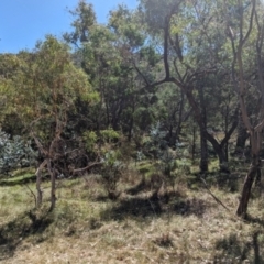 Monitoring Insect Pollinators at Acton, ACT - 4 Mar 2024