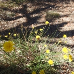 Monitoring Insect Pollinators at Acton, ACT - 4 Mar 2024