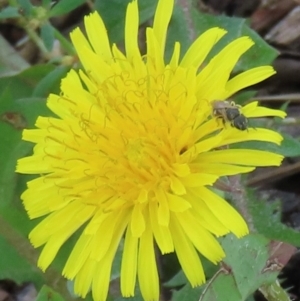 Monitoring Insect Pollinators at Telopea Park (TEL) - 24 Feb 2024