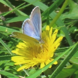 Monitoring Insect Pollinators at Telopea Park (TEL) - 24 Feb 2024