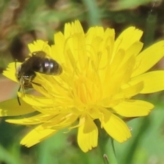 Monitoring Insect Pollinators at Telopea Park (TEL) - 24 Feb 2024