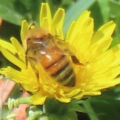 Monitoring Insect Pollinators at Telopea Park (TEL) - 24 Feb 2024