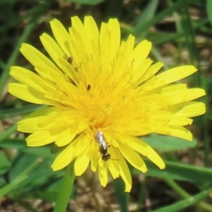 Monitoring Insect Pollinators at Telopea Park (TEL) - 24 Feb 2024