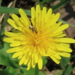 Monitoring Insect Pollinators at Telopea Park (TEL) - 24 Feb 2024