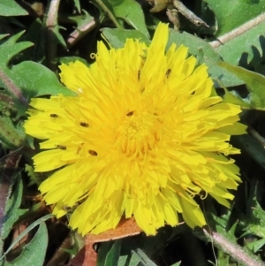 Monitoring Insect Pollinators at Telopea Park (TEL) - 7 Mar 2024