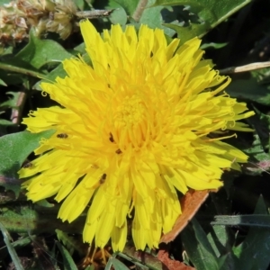 Monitoring Insect Pollinators at Telopea Park (TEL) - 7 Mar 2024