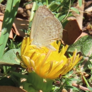 Monitoring Insect Pollinators at Telopea Park (TEL) - 7 Mar 2024