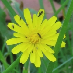 Monitoring Insect Pollinators at Telopea Park (TEL) - 7 Mar 2024