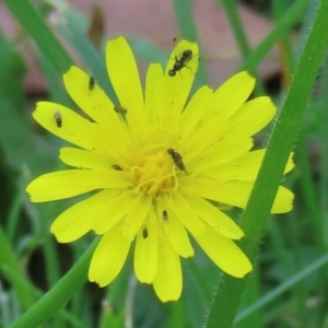 Monitoring Insect Pollinators at Telopea Park (TEL) - 7 Mar 2024