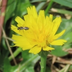 Monitoring Insect Pollinators at Telopea Park (TEL) - 20 Mar 2024