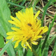 Monitoring Insect Pollinators at Telopea Park (TEL) - 20 Mar 2024