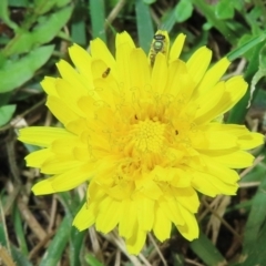 Monitoring Insect Pollinators at Telopea Park (TEL) - 20 Mar 2024