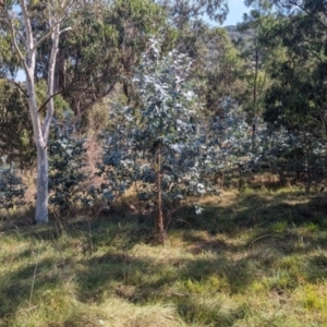 Monitoring Insect Pollinators at Black Mountain Peninsula (PEN) - 31 Mar 2024