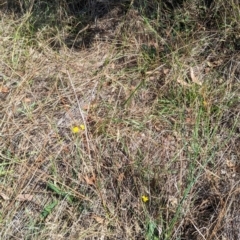 Monitoring Insect Pollinators at Black Mountain Peninsula (PEN) - 31 Mar 2024