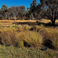 FrogWatch survey at NAS100: STEP Dam Lot 100 - 24 Apr 2024